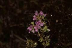 Erica hirtiflora