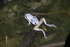 Litoria