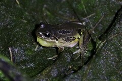 Litoria