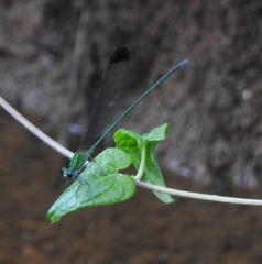 Vestalis apicalis