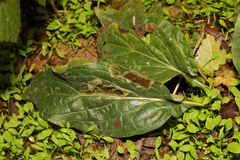 Cynoglossum officinale