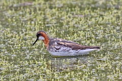 Phalaropus lobatus
