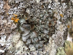 Pleurosticta acetabulum