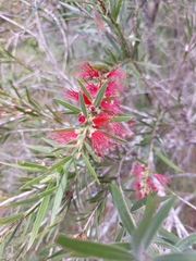 Melaleuca