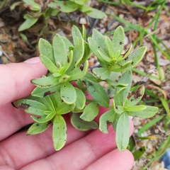 Tournefortia sibirica