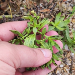 Tournefortia sibirica