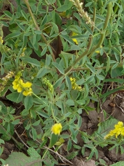 Melilotus indicus