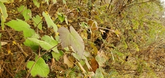 Rubus calycinoides