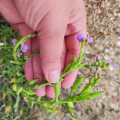Cakile maritima euxina