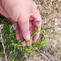 Cakile maritima euxina