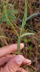Crotalaria purshii