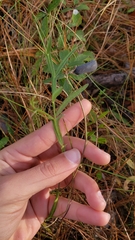 Crotalaria purshii