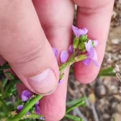 Cakile maritima euxina