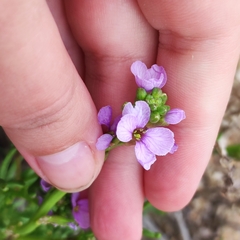 Cakile maritima euxina