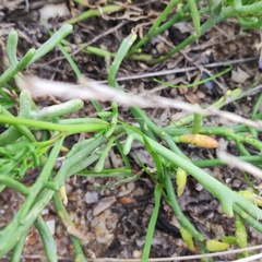 Cakile maritima euxina