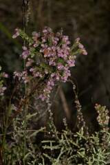 Erica hirtiflora