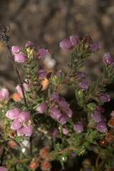 Erica hirtiflora