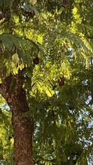 Jacaranda mimosifolia