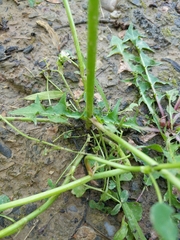 Trifolium resupinatum