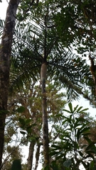 Dypsis