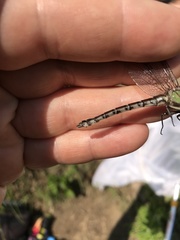 Ophiogomphus colubrinus