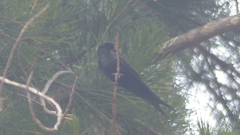 Psalidoprocne pristoptera