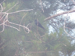 Psalidoprocne pristoptera