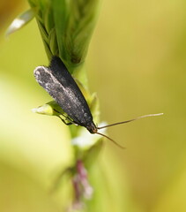 Lecithocera terrigena
