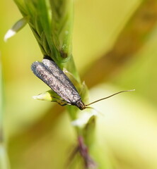Lecithocera terrigena