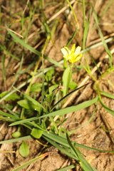Lapsana communis
