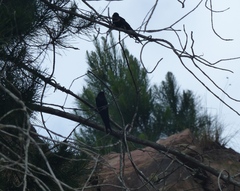 Psalidoprocne pristoptera