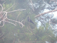 Psalidoprocne pristoptera