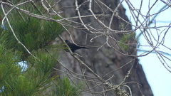 Psalidoprocne pristoptera