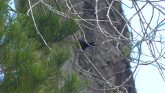 Psalidoprocne pristoptera