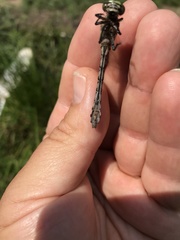 Ophiogomphus colubrinus