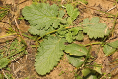 Salvia verbenaca