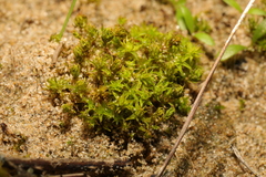 Syntrichia ruraliformis