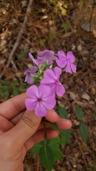 Phlox