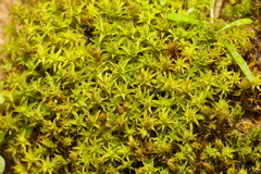 Syntrichia ruraliformis