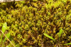 Syntrichia ruraliformis