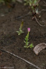 Centaurium pulchellum