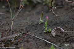 Centaurium pulchellum