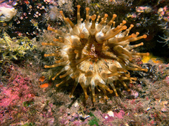 Telmatactis cricoides