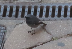 Phoenicurus ochruros