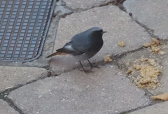 Phoenicurus ochruros