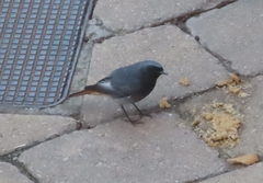 Phoenicurus ochruros