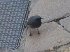 Phoenicurus ochruros