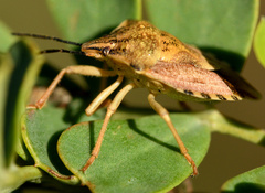 Carpocoris