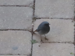 Phoenicurus ochruros