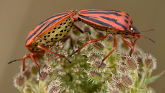 Graphosoma semipunctatum